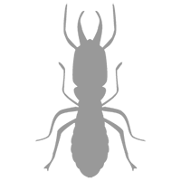control de termitas
