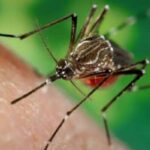 zancudos y mosquitos