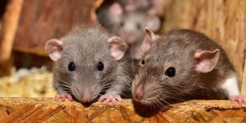 eliminar ratones