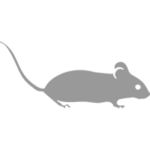 Desratización, control de roedores, control de ratas y ratones