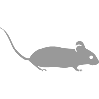 Desratización, control de roedores, control de ratas y ratones
