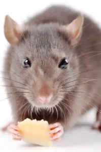 control de ratas, desratización, eliminar ratones