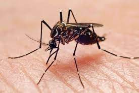 Mosquito o Zancudo Tipo Aedes aegypti