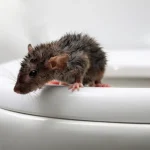 raton en el baño