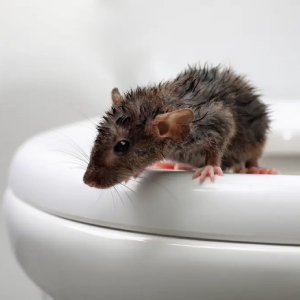 servicio de desratización, control de ratas y ratones