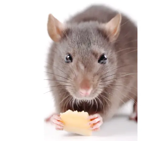 Desratización, control de ratas y ratones