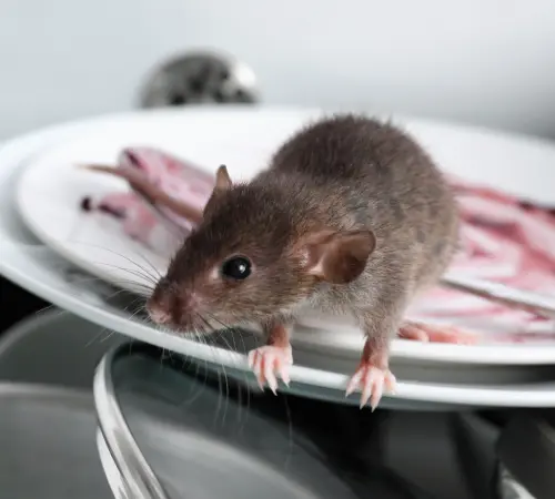 Desratización, control de roedores, control de ratas y ratones